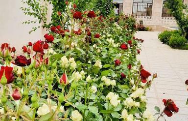 اجاره ویلا باغ رُز