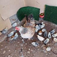 جوجه سیبرایت