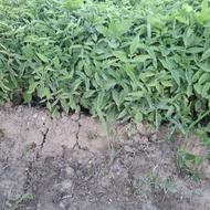 نشاع.گوجه.فرنگی