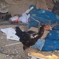 مرغ افغانی اصیل به شرط جوجه