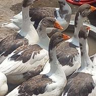 محصولات ارگانیک غاز واردک ومرغ وخروس ومرغ ارگانیک