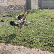 خروس لاری اصیل نژاد