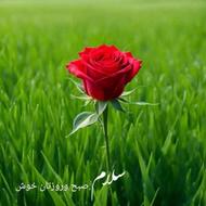 فروش برنج طارم هاشمی درجه یک