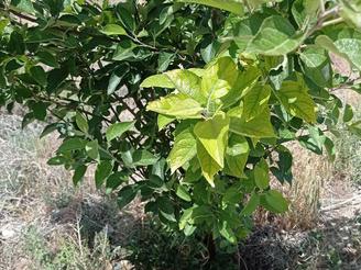 زمین باغچه 432متری چهار دیواری