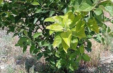 زمین باغچه 432متری چهار دیواری