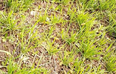 یک عدد زمین در محدوده طرح هادی روستای کاکلر