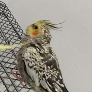 عروس گلباقالی