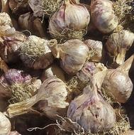 سیر درجه یک