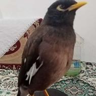 مرغ مینا سخنگو