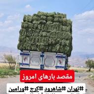 کاه و یونجه و کلش درجه یک