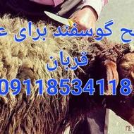 کشتار گوسفند برای عید قربان در اسراع وقت