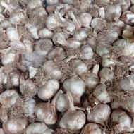 سیر محلی درشت
