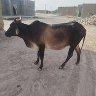 گاو و گوساله