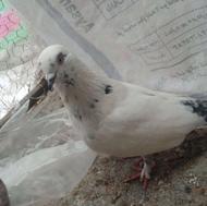 کبوتر دم تخم