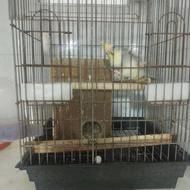 دوتا عروس حلندی دستی نر ماده تخم گذار