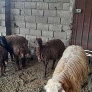 نر سلک کیلویی 800 وزن پایین