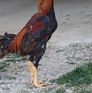 خروس لاری اصل