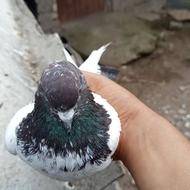 کبوتر پرشی.