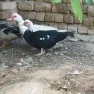 اردک فروشی ماده