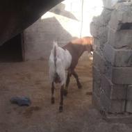 کهره نر دورگ