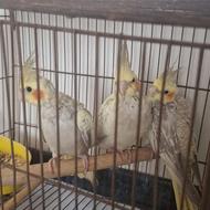 جوجه عروس هلندی 40 روزه آماده دستی شدن ارزن میخورن