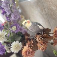 عروس هلندی نر