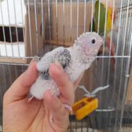 جوجه گرینچیک . جوجه ملنگو