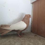 طوقی سینه ای