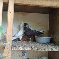 یک جفت حیون با جوجه