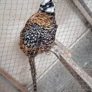 طاوس و خروس بلژیکی