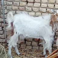 گوسفندپاچن