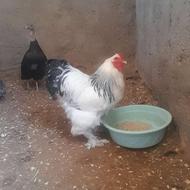 خریدار پرنده خانگی از هر نژاد