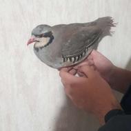 کبک ماده رام خانگی