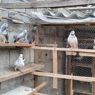 کبوتر اصیل.