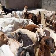 40 عددبز دورگ