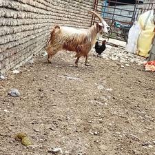 بز کل چاق نر داشتی