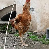 خروس لاری ابرش طلای چشم سفید