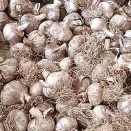 سیر محلی ارگانیک همه درشت