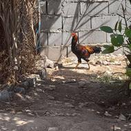 مرغ و خروس محلی