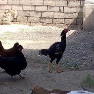 خروس لاری اصیل