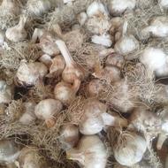 فروش سیرمحلی