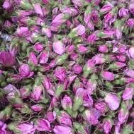 گل محمدی و غنچه