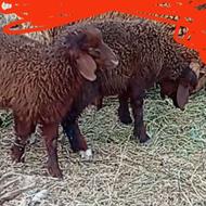 بره نر و ماده