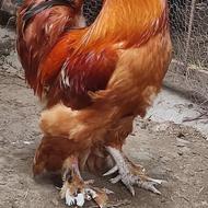 خروس امپراطور درشت