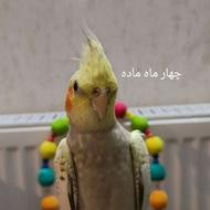 عروس هلندی خانگی