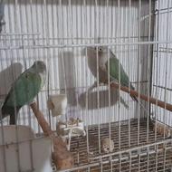 خریدار کاسکو شاه طوطی جغد شاخدار ملنگو گرینچیک شاه طوطی