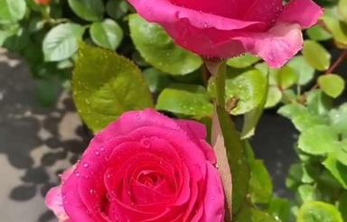 200مترخانه وحیاط درمازنداران بهشهر روستای امامده