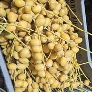 خرما تازه عمده