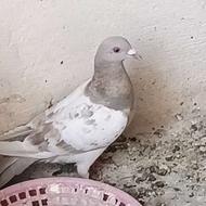 لایه ماده عالی