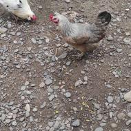مرغ دو رگ برهما دو منظوره گوشتی تخمی